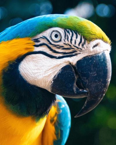 exotic-birds-img (1)